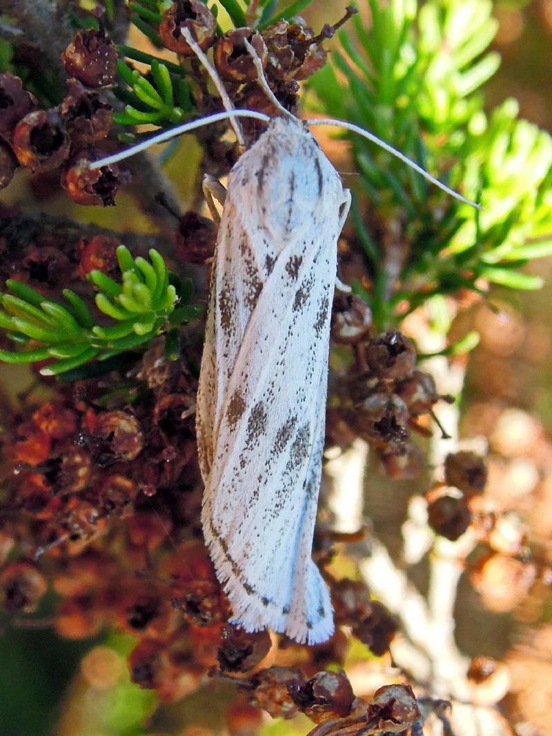 Coscinia cribraria (Erebidae Arctiinae)